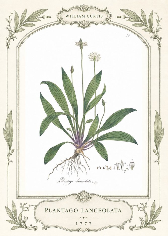 William Curtis Plantago Lanceolata II No4 - Affiche