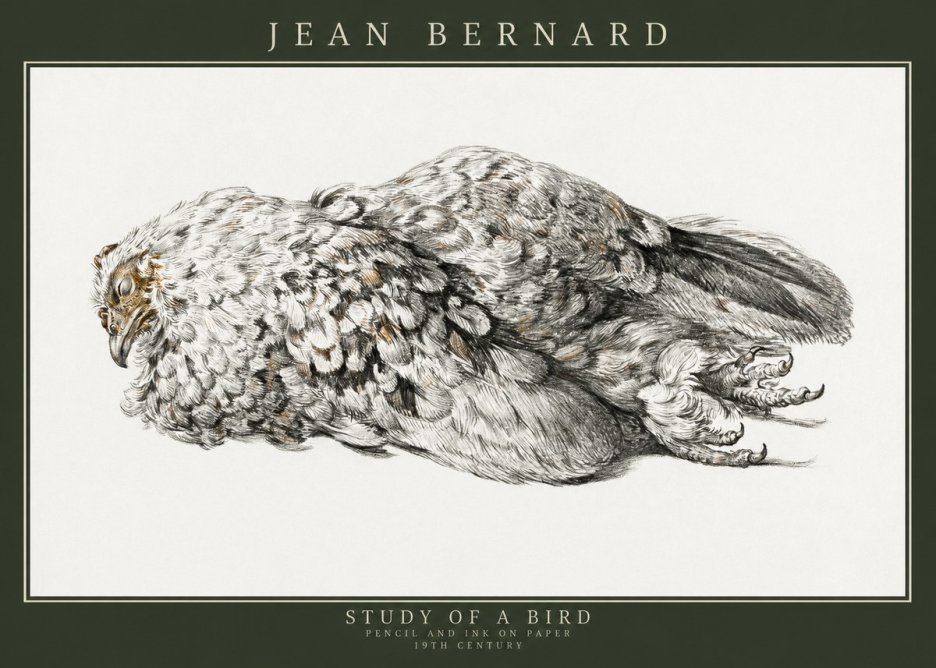 Jean Bernard Study of a Bird I No3 - Affiche