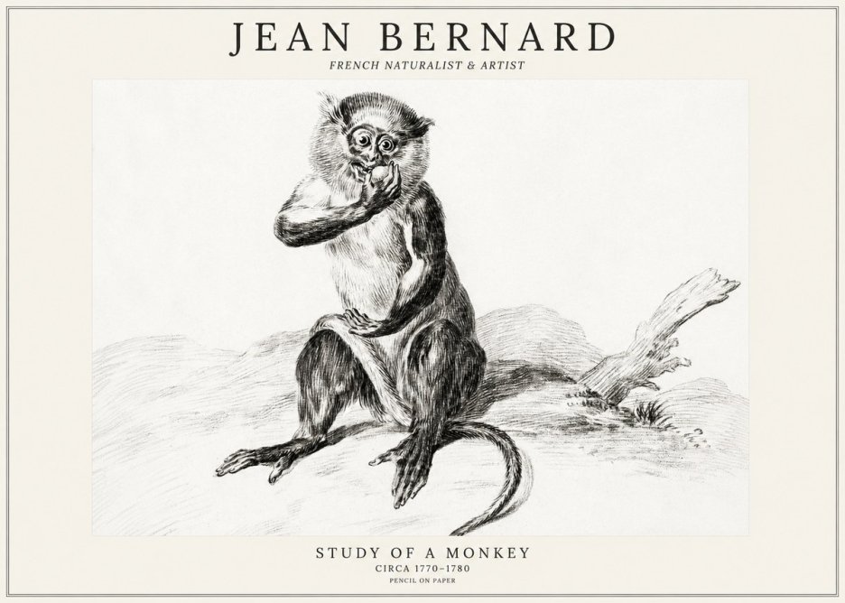Jean Bernard Study of a Monkey No3 - Affiche