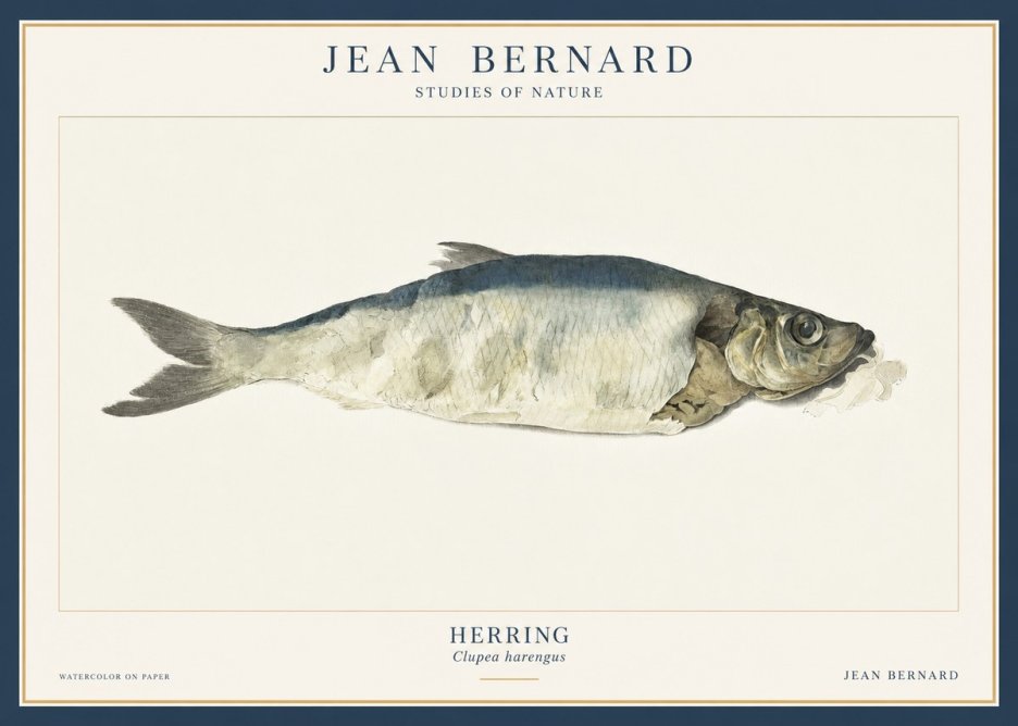 Jean Bernard Herring No3 - Affiche