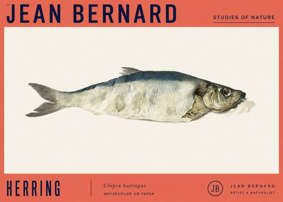 Jean Bernard Herring No4 - Affiche
