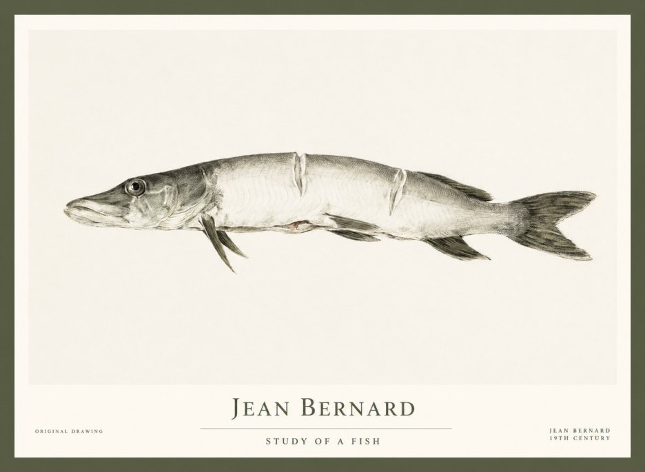 Jean Bernard Study of a Fish II No1 - Affiche