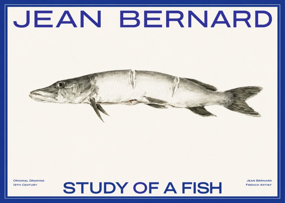 Jean Bernard Study of a Fish II No2 - Affiche