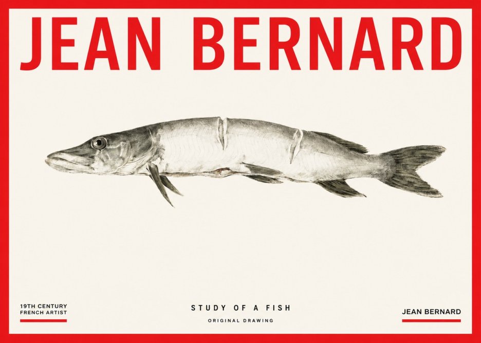 Jean Bernard Study of a Fish II No3 - Affiche
