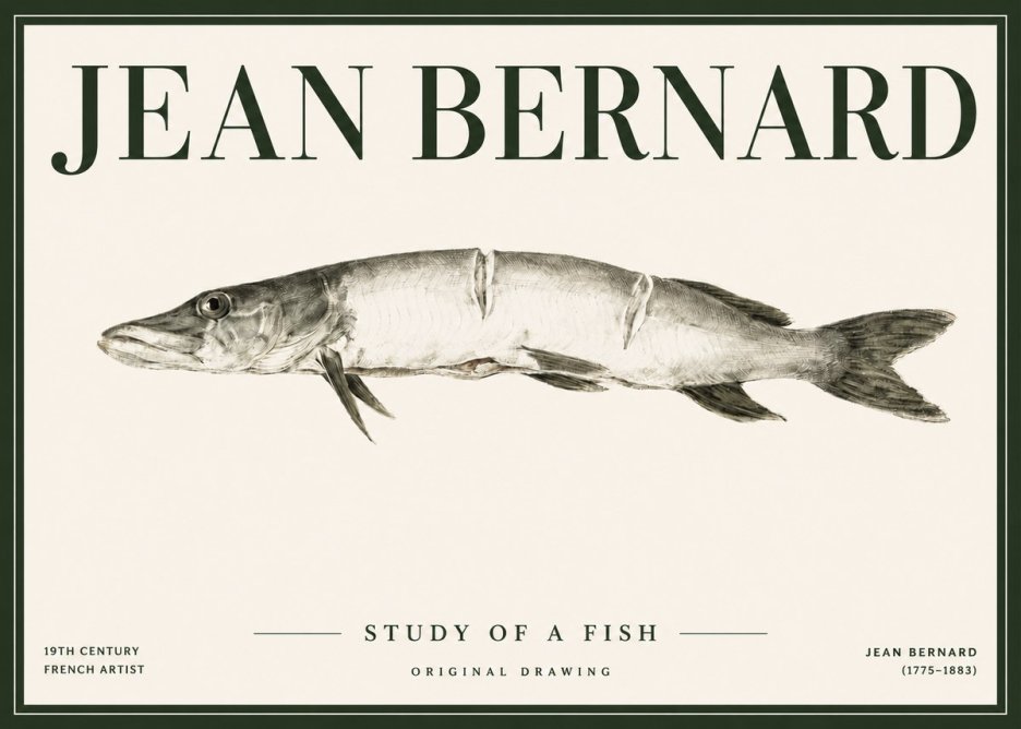 Jean Bernard Study of a Fish II No4 - Affiche