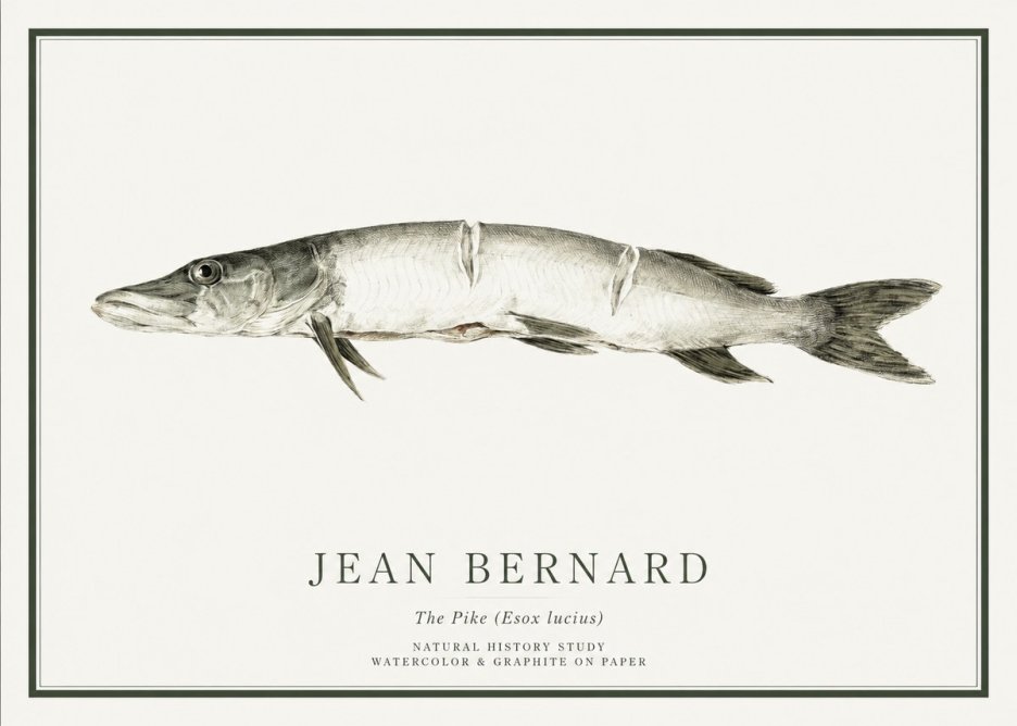Jean Bernard Study of a Fish II No6 - Affiche