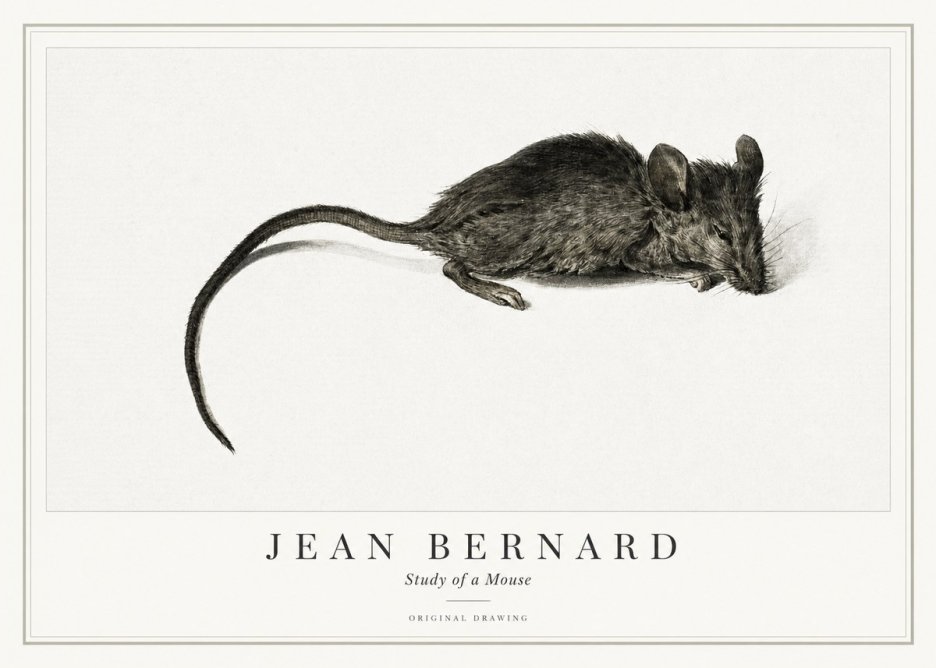 Jean Bernard Study of a Mouse I No1 - Affiche