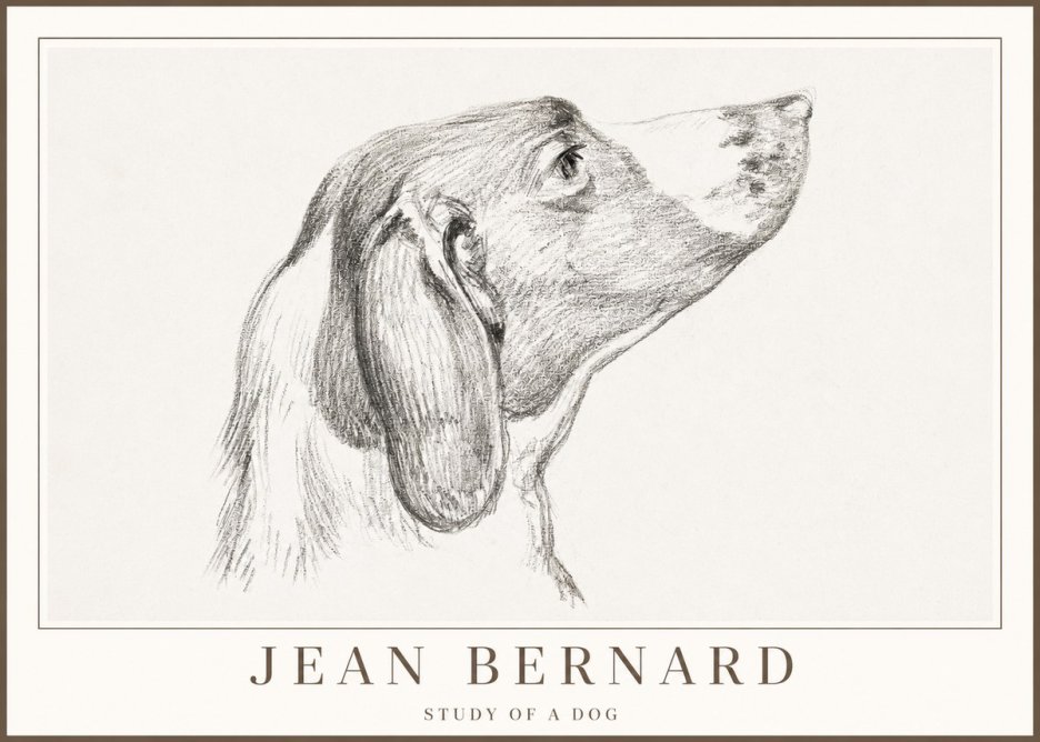 Jean Bernard Study of a Dog I No2 - Affiche