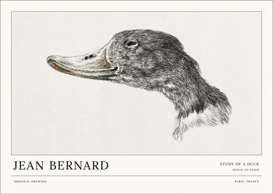Jean Bernard Study of a Duck No1 - Affiche