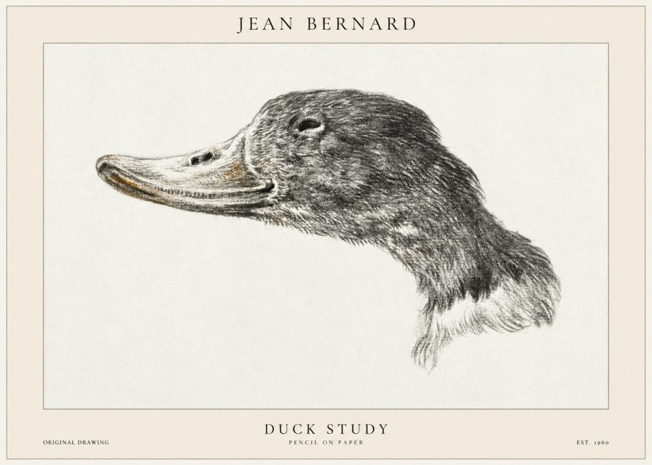 Jean Bernard Study of a Duck No2 - Affiche