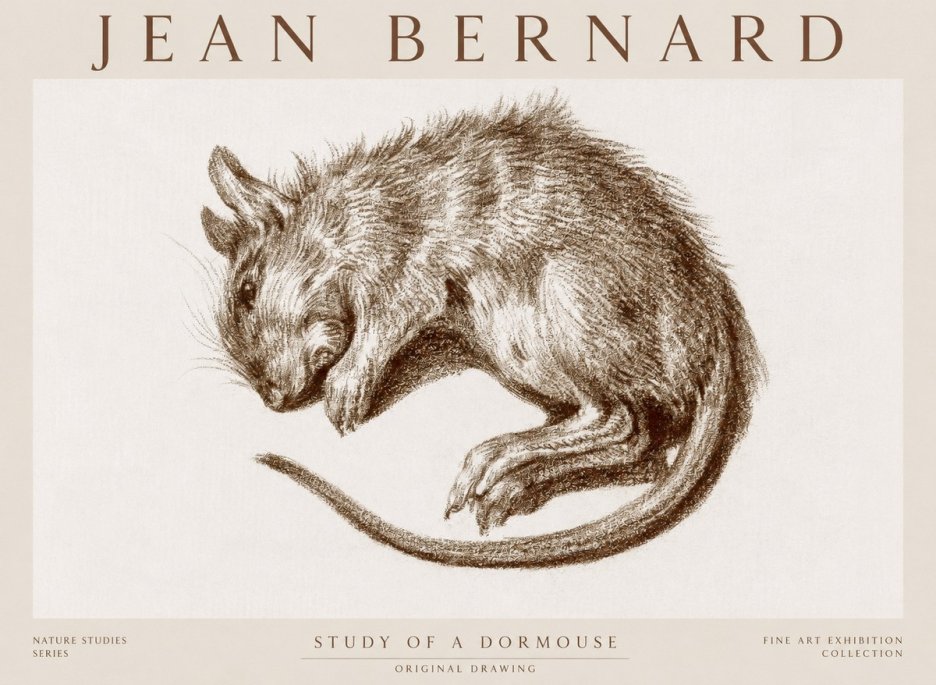 Jean Bernard Study of a Dormouse No1 - Affiche