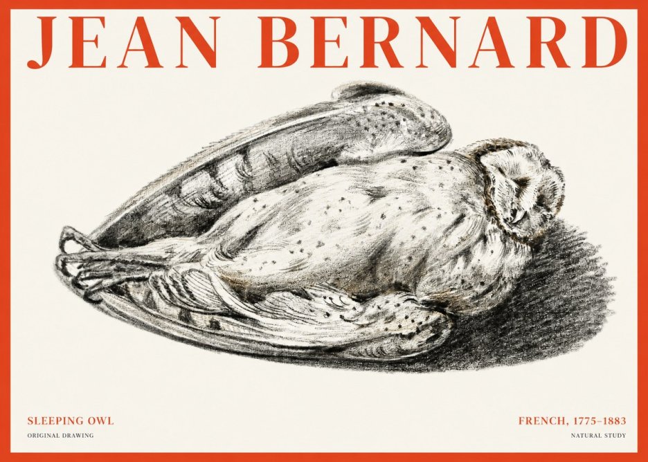 Jean Bernard Sleeping Owl No1 - Affiche