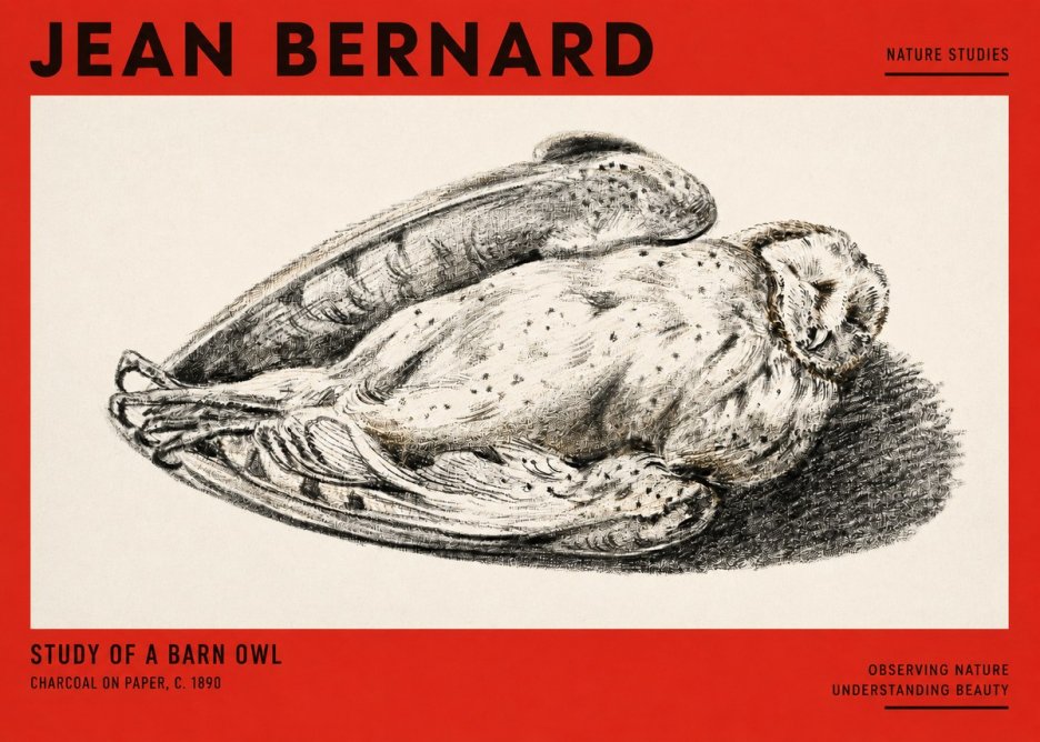 Jean Bernard Sleeping Owl No3 - Affiche