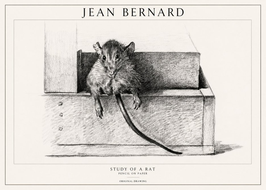Jean Bernard Study of a Rat I No1 - Affiche