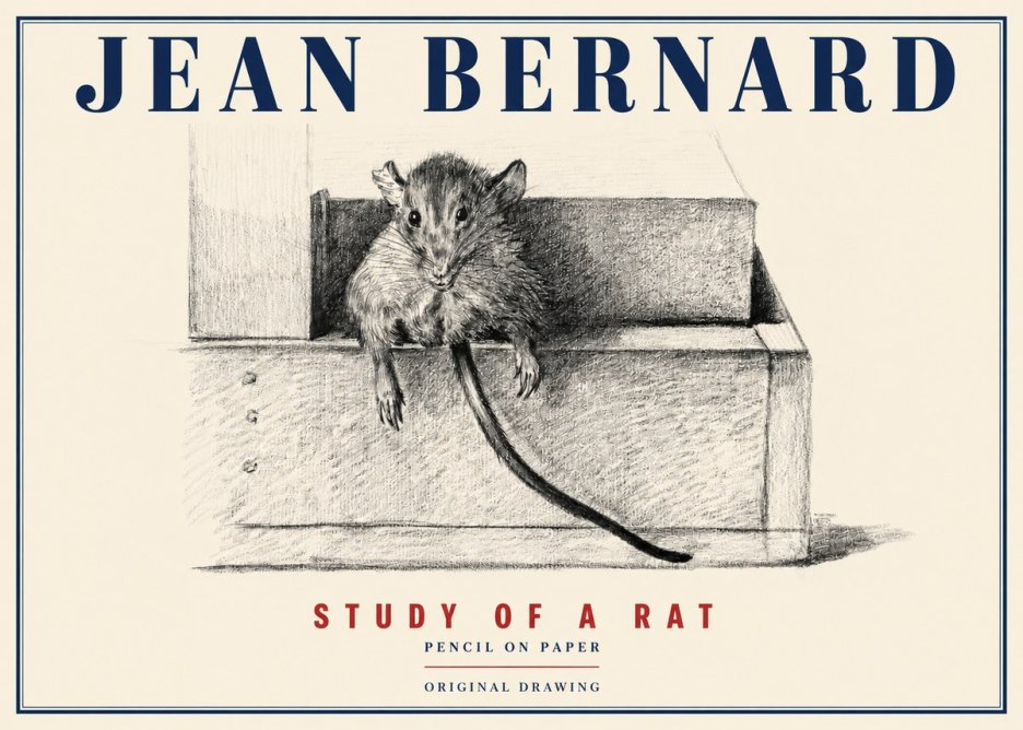 Jean Bernard Study of a Rat I No4 - Affiche