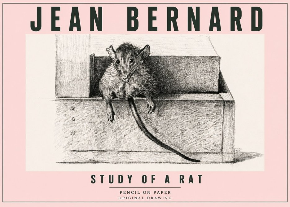 Jean Bernard Study of a Rat I No5 - Affiche