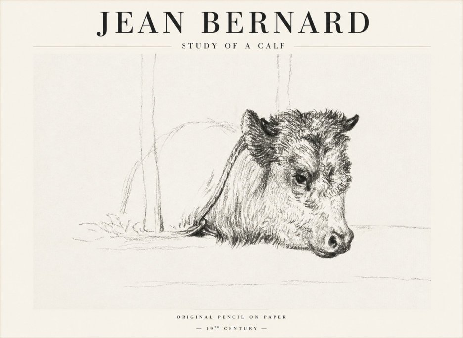 Jean Bernard Study of a Calf I No1 - Affiche