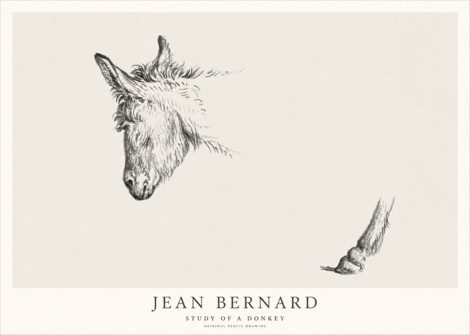 Jean Bernard Study of a Donkey II No1 - Affiche