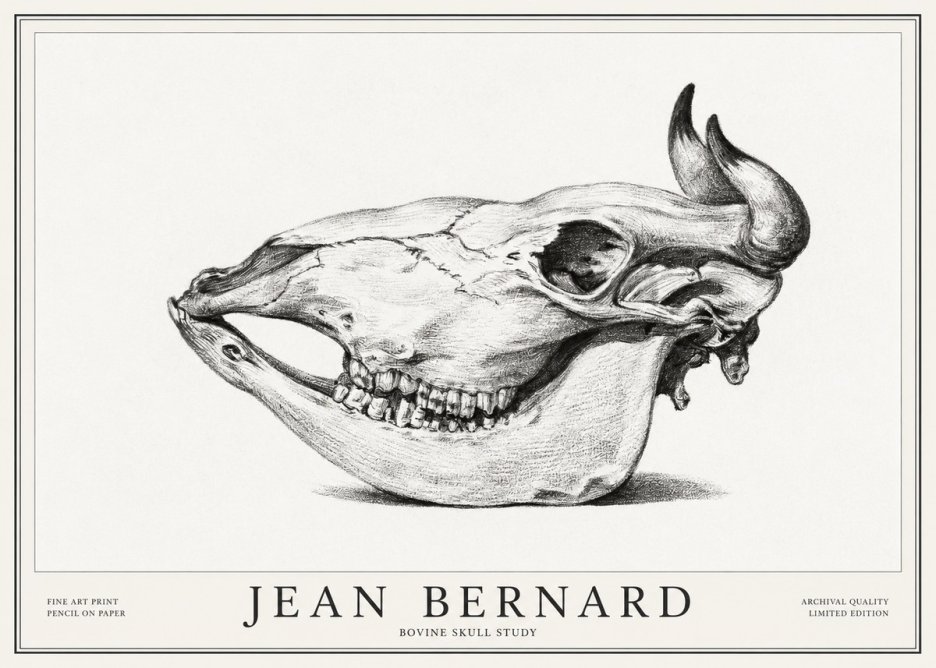 Jean Bernard Bovine Skull Study No1 - Affiche