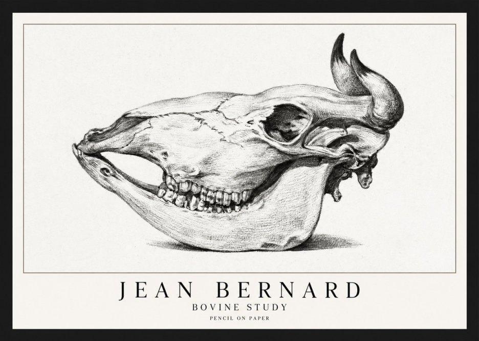Jean Bernard Bovine Skull Study No2 - Affiche
