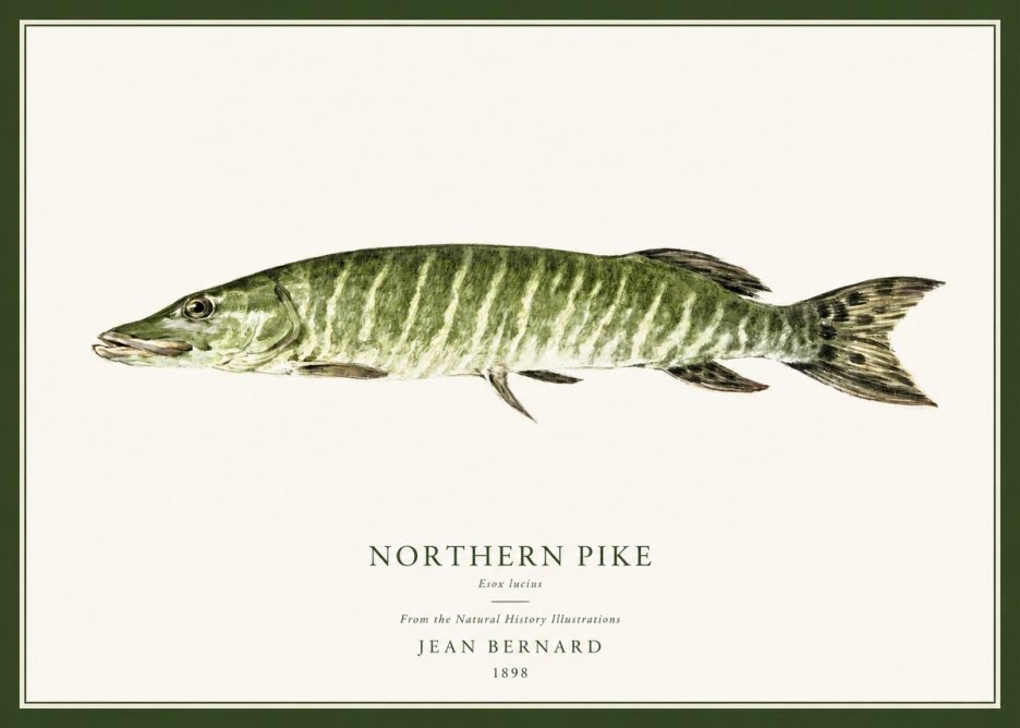Jean Bernard Northern Pike No1 - Affiche