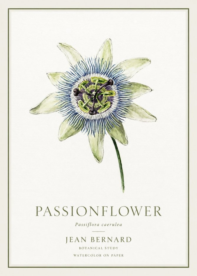 Jean Bernard Passionflower No1 - Affiche