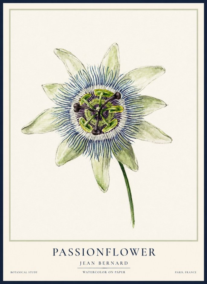 Jean Bernard Passionflower No2 - Affiche