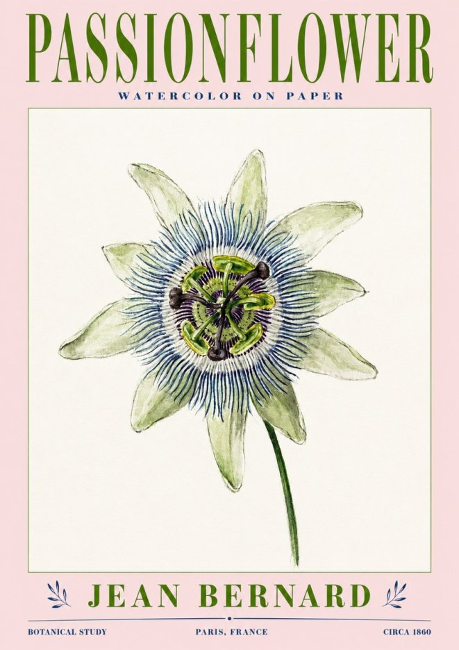 Jean Bernard Passionflower No3 - Affiche