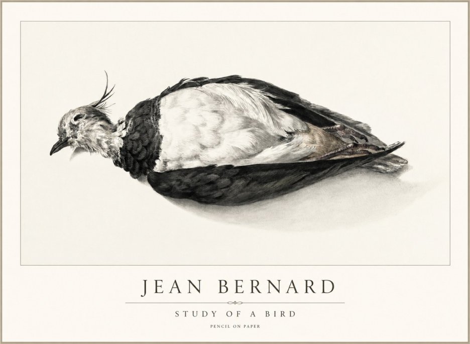Jean Bernard Study of a Bird II No2 - Affiche