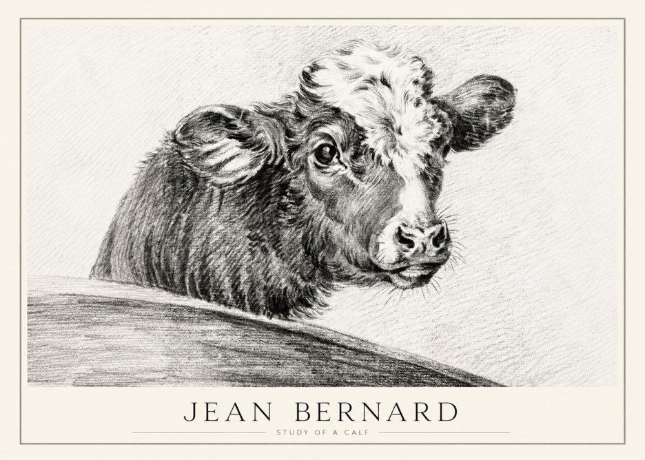 Jean Bernard Study of a Calf II No1 - Affiche