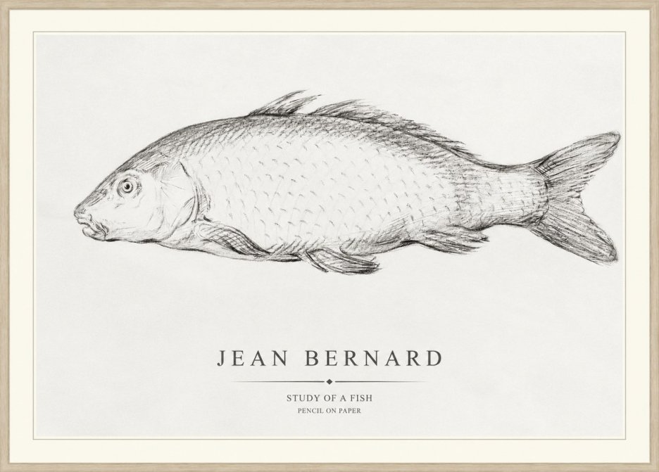 Jean Bernard Study of a Fish III No1 - Affiche