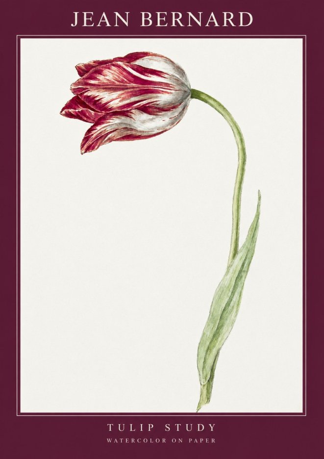 Jean Bernard Tulip Study No2 - Affiche