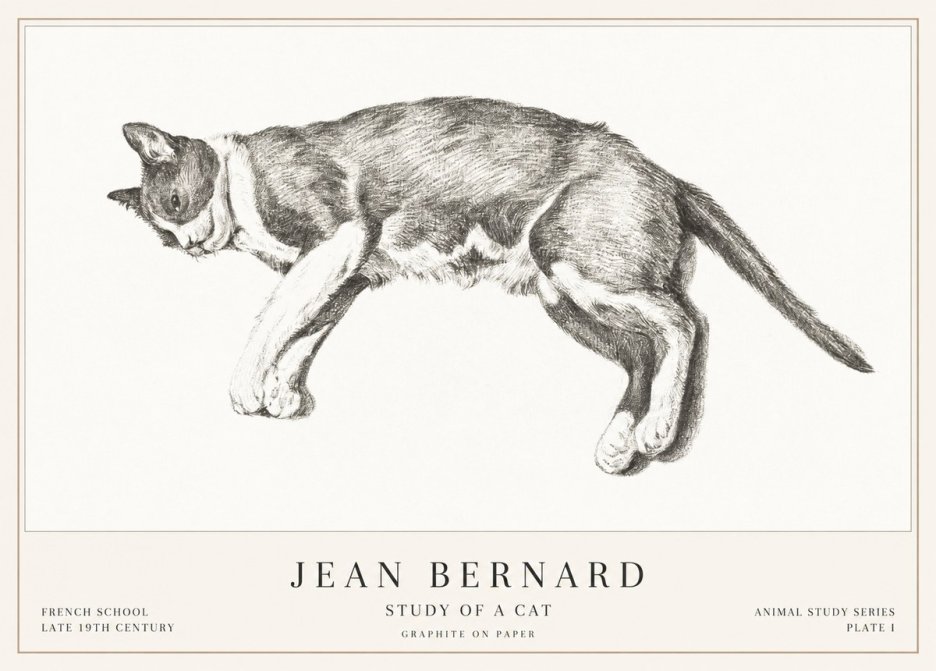 Jean Bernard Cat Study VII No3 - Affiche