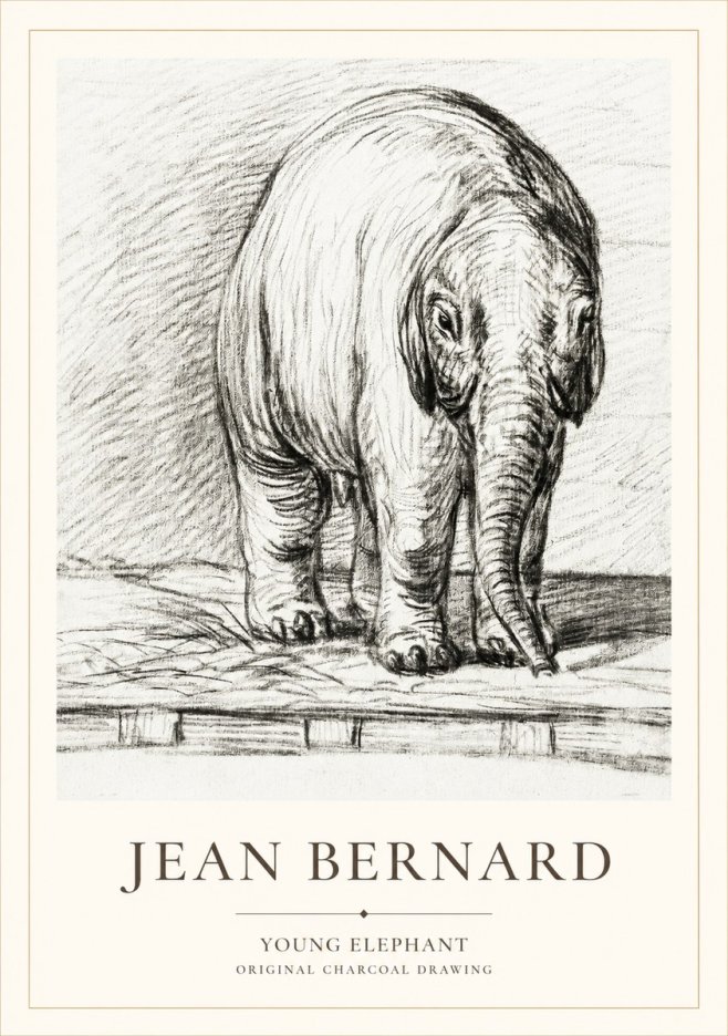 Jean Bernard Young Elephant No1 - Affiche