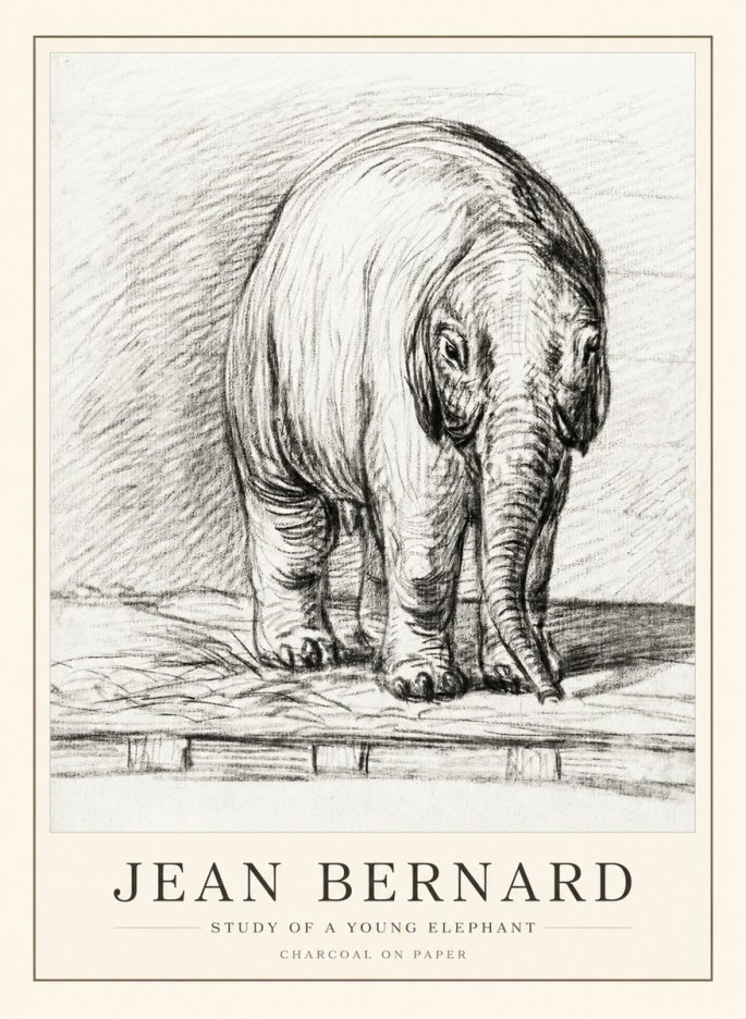 Jean Bernard Young Elephant No3 - Affiche
