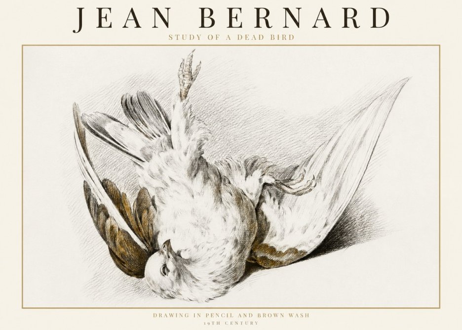 Jean Bernard Study of a Dead Bird No1 - Affiche