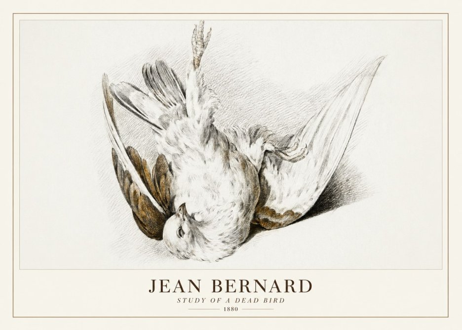 Jean Bernard Study of a Dead Bird No3 - Affiche