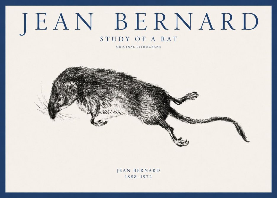 Jean Bernard Study of a Rat II No1 - Affiche