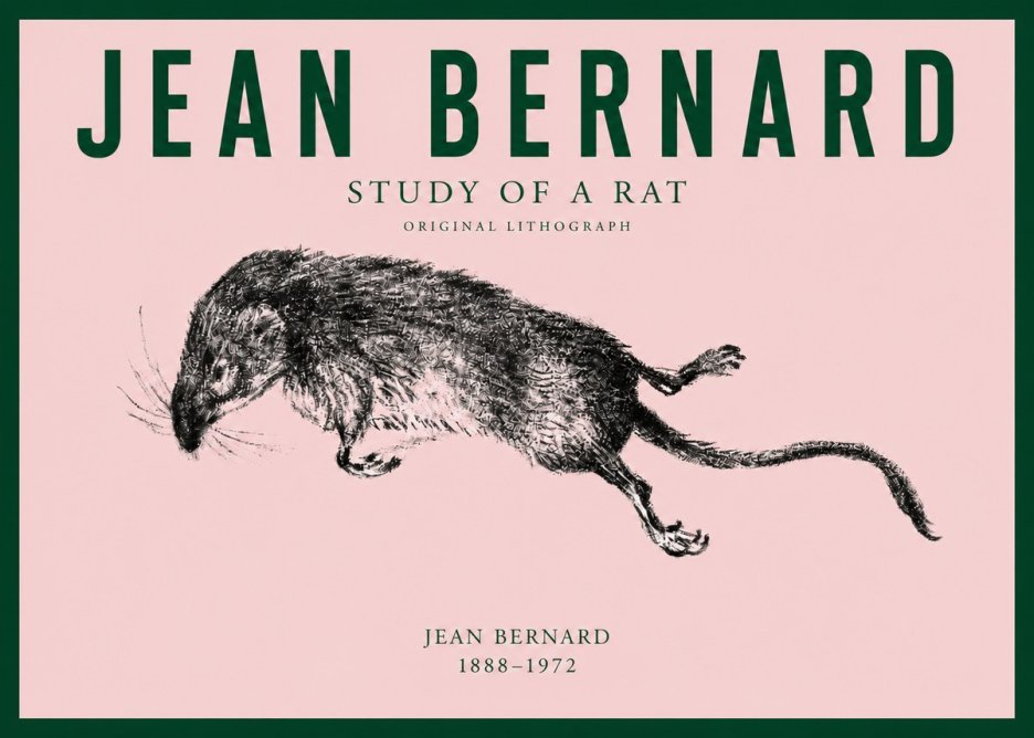 Jean Bernard Study of a Rat II No3 - Affiche