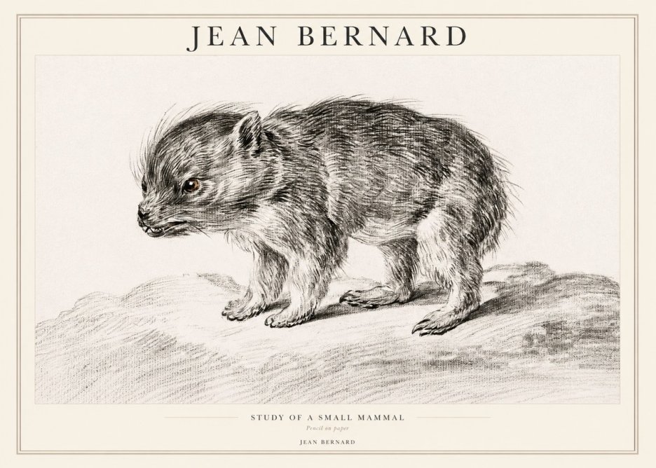Jean Bernard Study of a Small Mammal No1 - Affiche