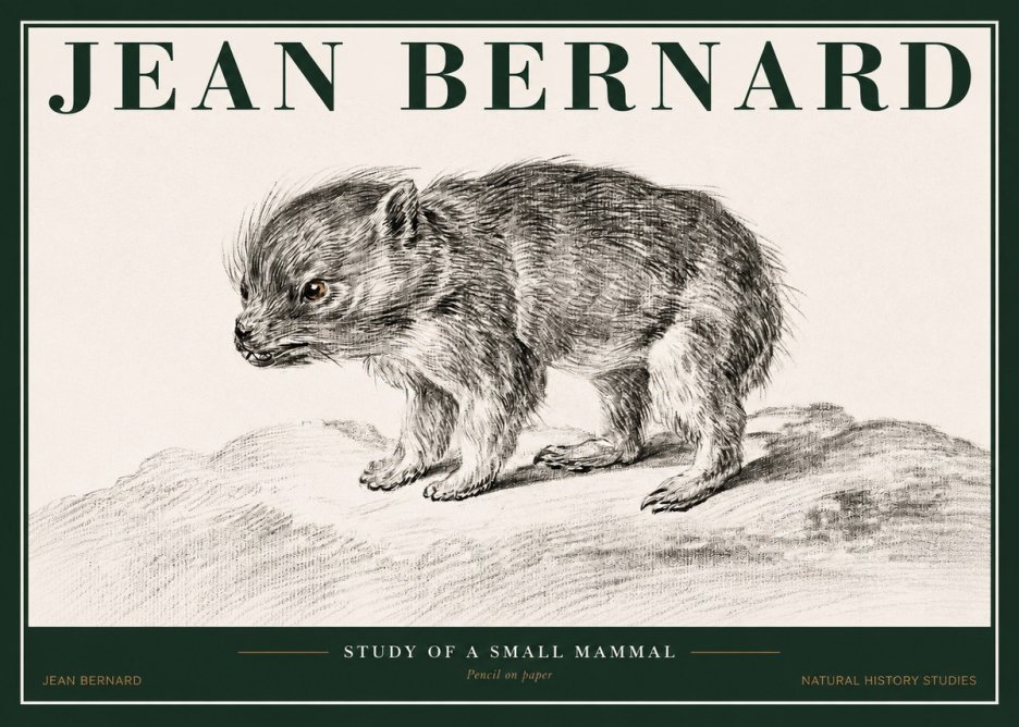 Jean Bernard Study of a Small Mammal No2 - Affiche