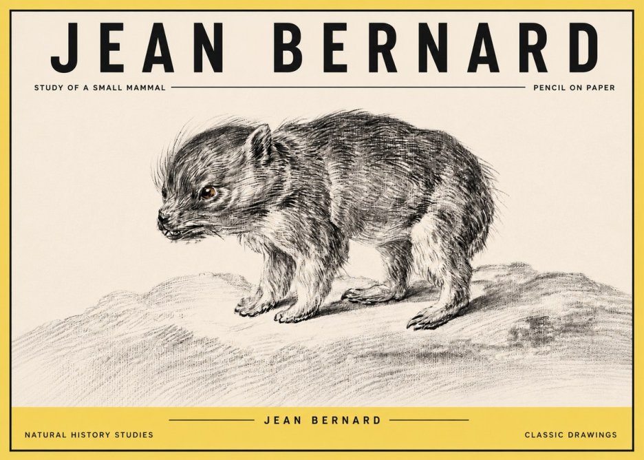 Jean Bernard Study of a Small Mammal No4 - Affiche