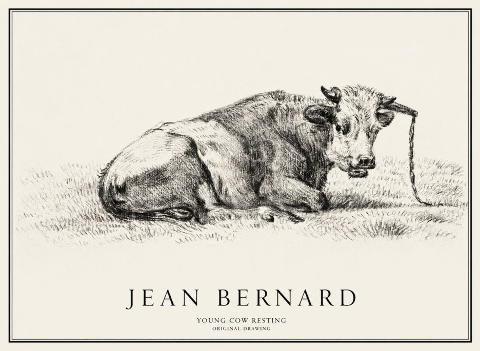 Jean Bernard Young Cow Resting No1 - Affiche