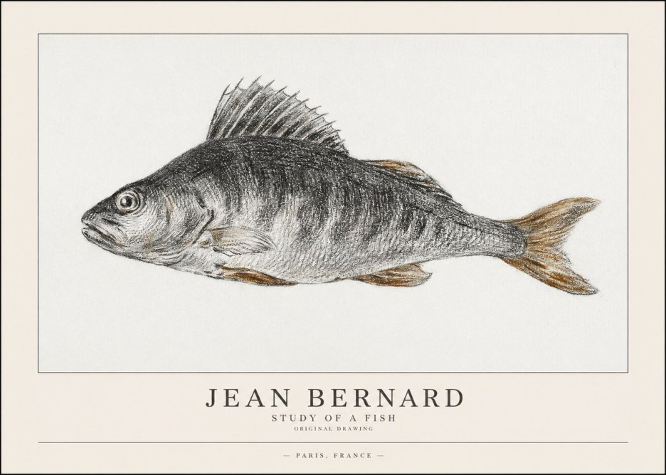 Jean Bernard Study of a Fish IV No1 - Affiche