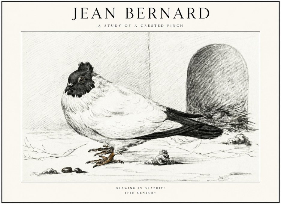 Jean Bernard A Study of a Crested Finch No1 - Affiche