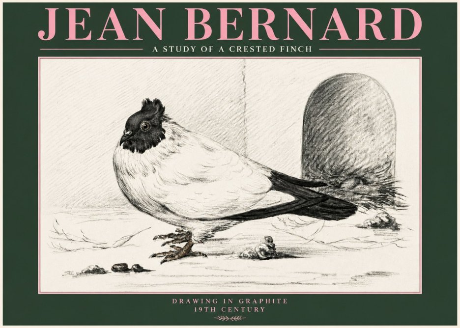 Jean Bernard A Study of a Crested Finch No3 - Affiche