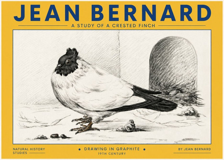 Jean Bernard A Study of a Crested Finch No4 - Affiche