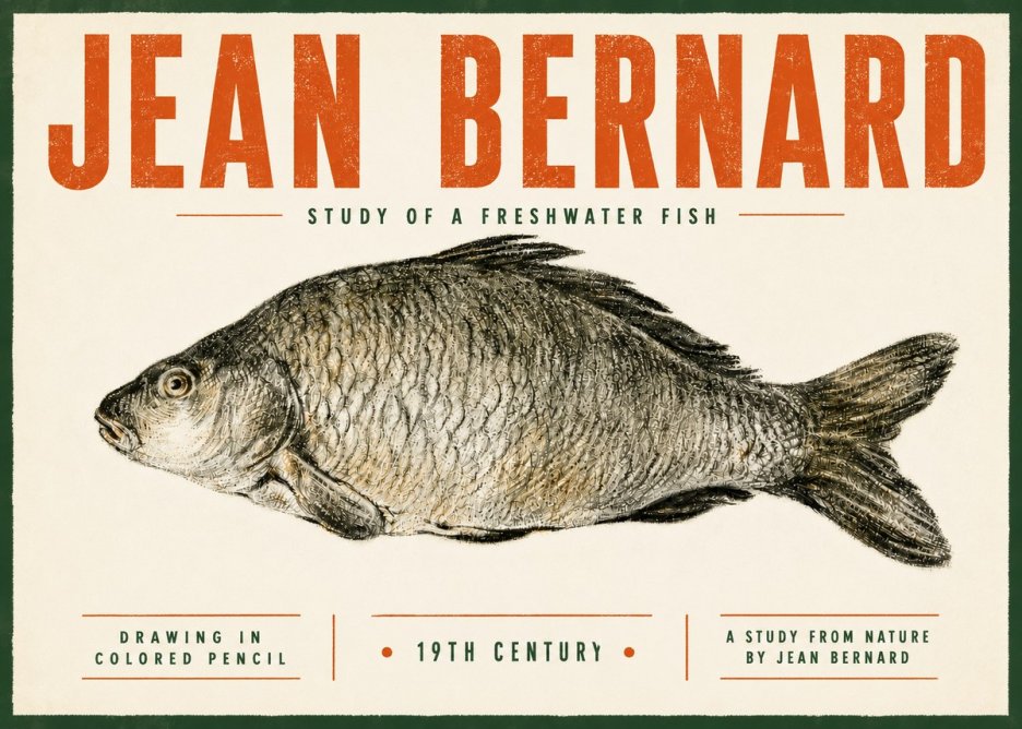 Jean Bernard Study of a Freshwater Fish No5 - Affiche