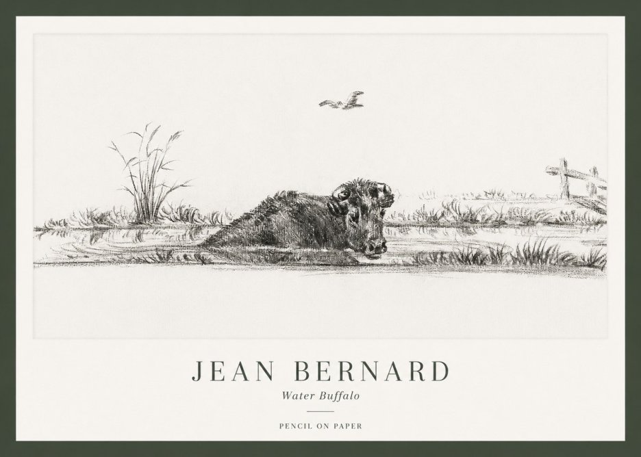 Jean Bernard Study of a Water Buffalo No2 - Affiche