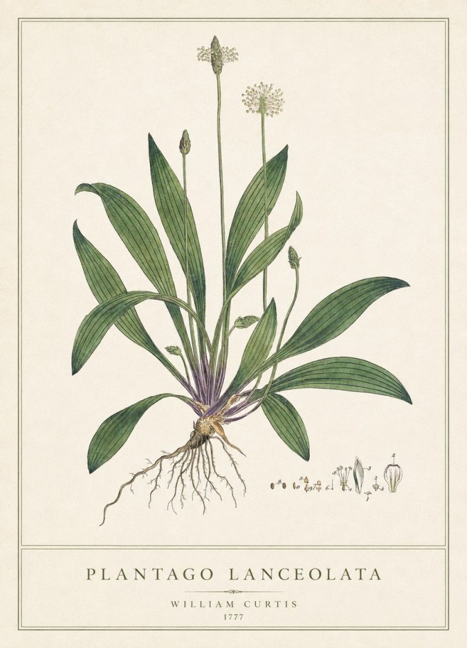 William Curtis Plantago Lanceolata III No1 - Affiche